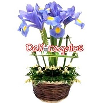 Recuperate Pronto | Recuperate Pronto Con Arreglo de Iris | Arreglo Florales - Cod:AGT10