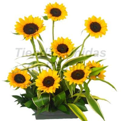 Envio de Regalos Arreglo de  Girasoles | Arreglos Florales con Girasoles | Arreglo de Girasoles - Whatsapp: 980660044